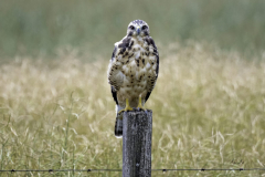 8503410-Immature-Swainsons-hawk-on-barbed-wire-fence-post-scaled
