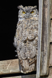 8503985-Great-Horned-Owl-starte-down
