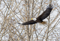 D8508418-Bald-Eagle-returning-to-nest-with-grasses