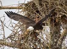 D8508592-Bald-Eagle-diving-from-nest