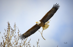 D8508694-Bald-Eagle-with-twig-for-nest