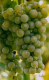 Green-grapes-on-the-vine-in-summer-8500398_