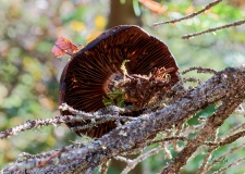 D8507843-Mushroom-in-a-tree-Yoho-National-Park