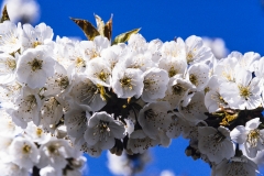 Beautiful-Apple-Blossoms-8500460