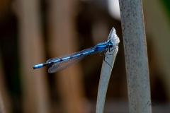 Dragonfly-resting-on-reed-Grande-Priarie-Alberta_8503206