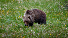 8508331-Grizzly-foraging-in-a-dandelion-patch