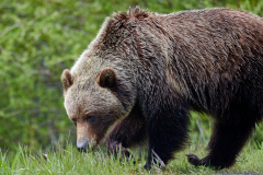 8508439-Grizzly-Bear