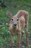 A-Whitetail-Fawn-in-Carburn-Park