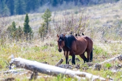 D8504173-Wild-Horse-near-YaHaTinda