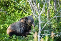 Grizzly-bear-in-Kananaskis-10