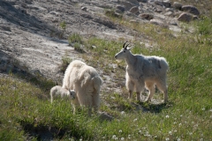 Rocky Mountain-Goat Ram, Female and new born