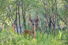 Whitetail-Buck-in-Carburn-Park-1-1