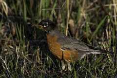 D8500847-American-Robin-with-worms-in-its-beak