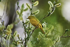 D8501326-Yellow-Warbler
