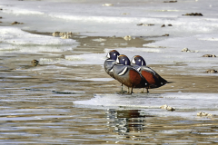 D8505101-Male-Harlequin-ducks-on-a-warm-winters-day