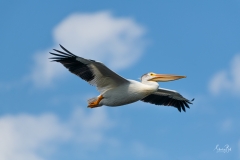 D8505637-American-White-Pelican-in-Flight-Copy