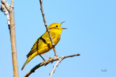 D8508149-Yellow-Warbler