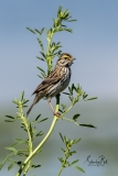 Savannah-Sparrow
