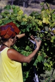 2019_8500393-_Girl-Harvesting-Grapes