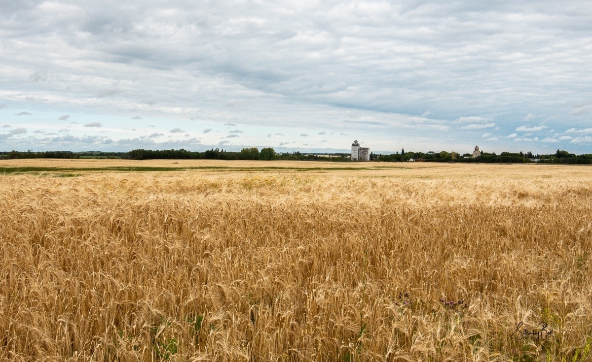 DSC_7097-Field-of-durum-wheat-near-Domremy-Saskatchewan