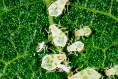 Aphids-1