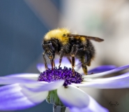 Bumble-bee-on-Cineraria-8501549