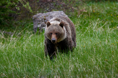 8508379-A-big-Grizzly-bear-notices-me-and-gives-me-the-stare