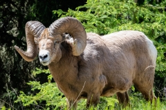 Rock Mountain Bighorn sheep -Ram