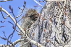 D8509098v1-Porcupine-in-a-tree-looking-at-me