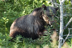 Grizzly-bear-in-Kananaskis-3