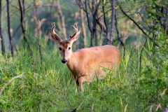 Whitetail-Buck-in-Carburn-Park-3